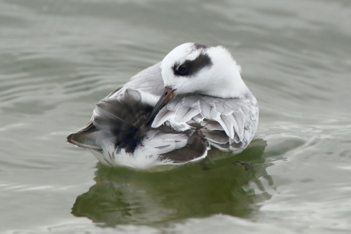 Grey Phalarope