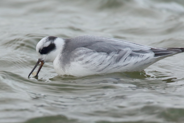 Grey Phalarope