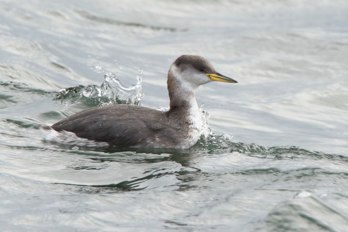 Red-necked Grebe