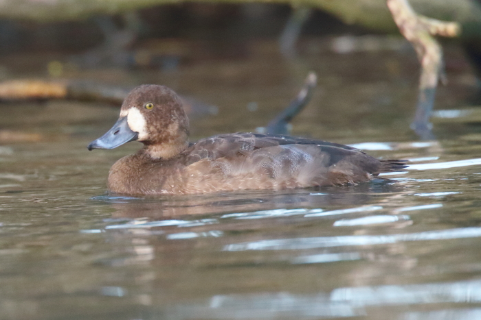 Scaup