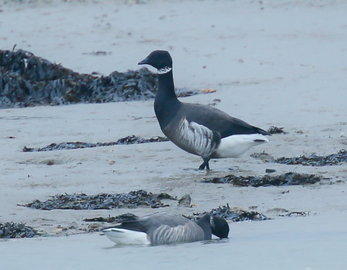 Black Brant