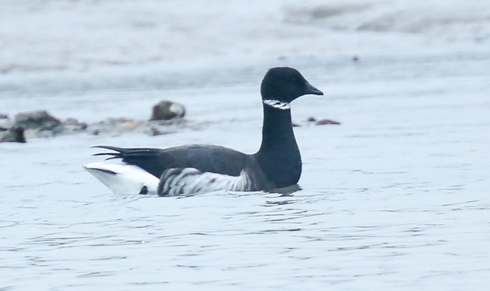 Black Brant