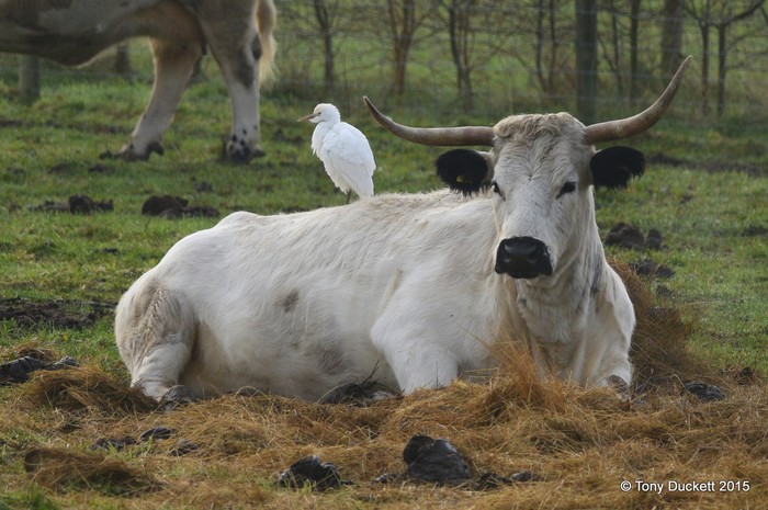 Cattle Egret