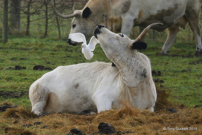 Cattle Egret