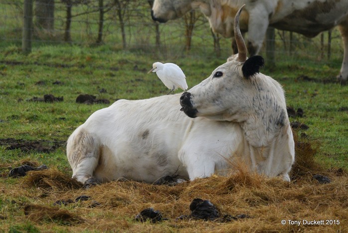 Cattle Egret