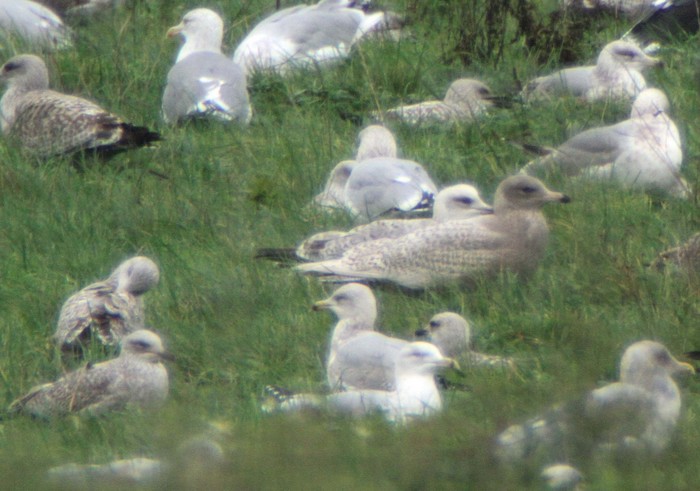 Glaucous Gull