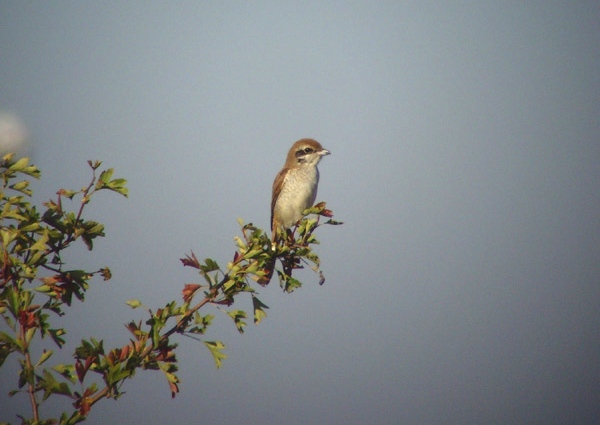 Brown Shrike