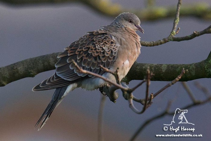 Western Rufous Turtle Dove