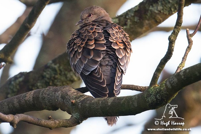 Western Rufous Turtle Dove