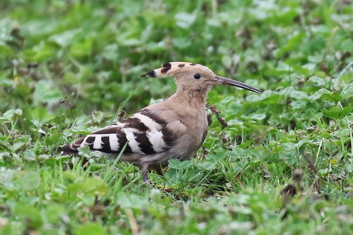 Hoopoe