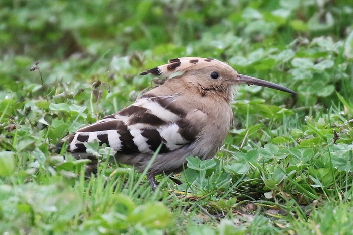 Hoopoe