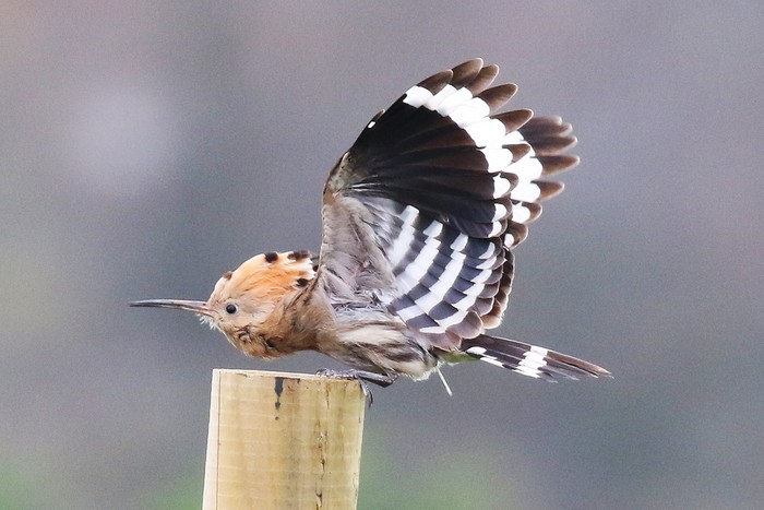 Hoopoe