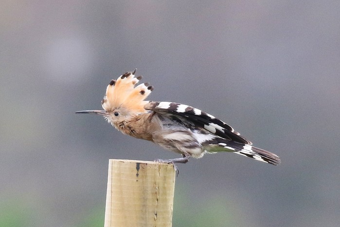 Hoopoe