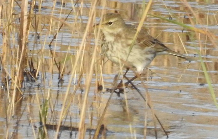 Water Pipit