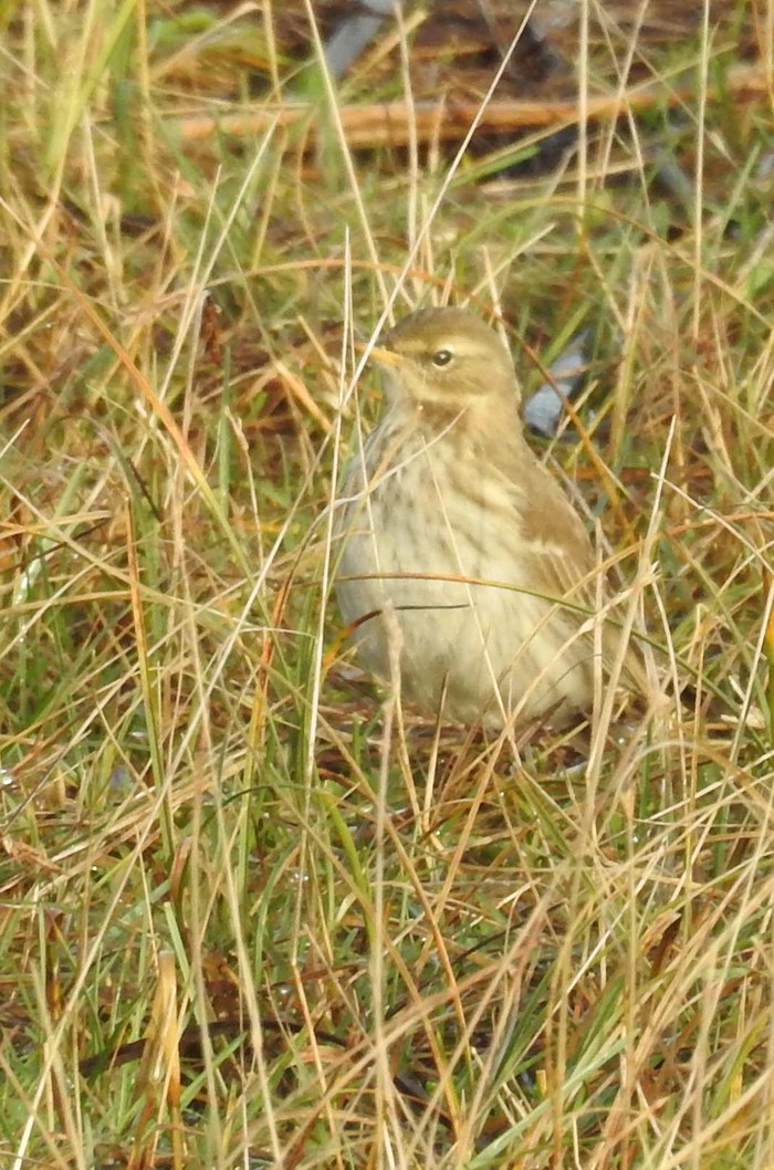 Water Pipit