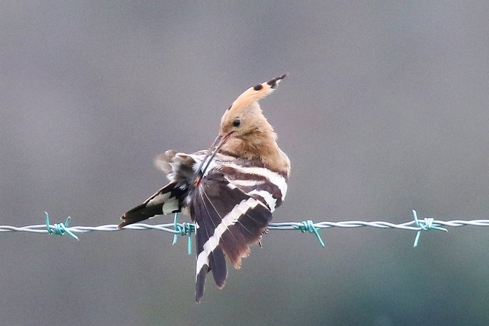 Hoopoe