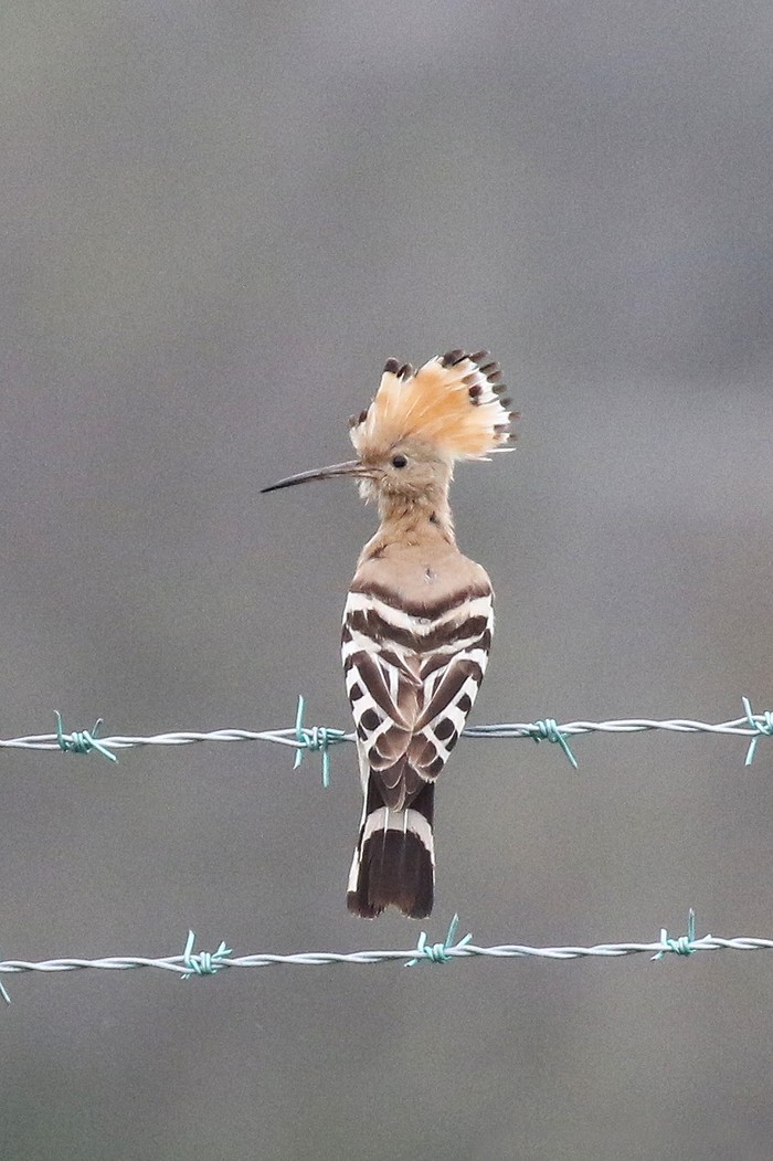 Hoopoe