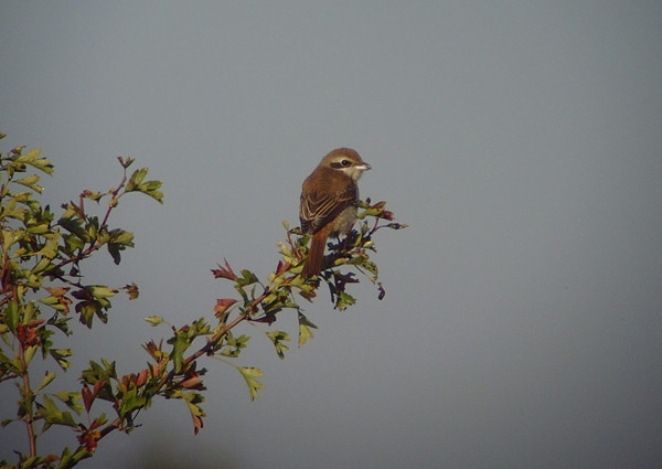 Brown Shrike