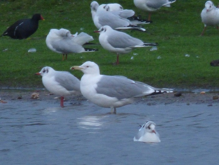 Caspian Gull