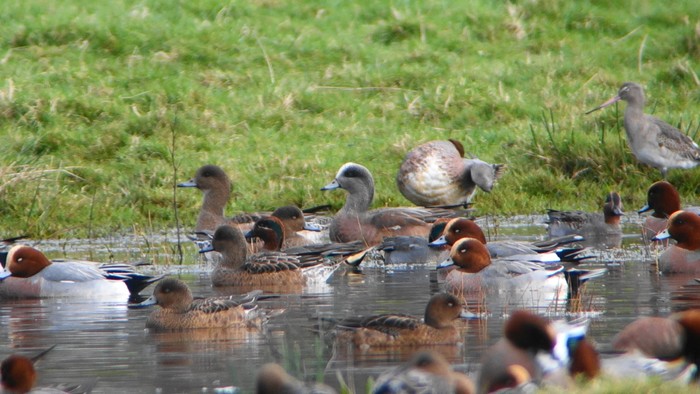 American Wigeon