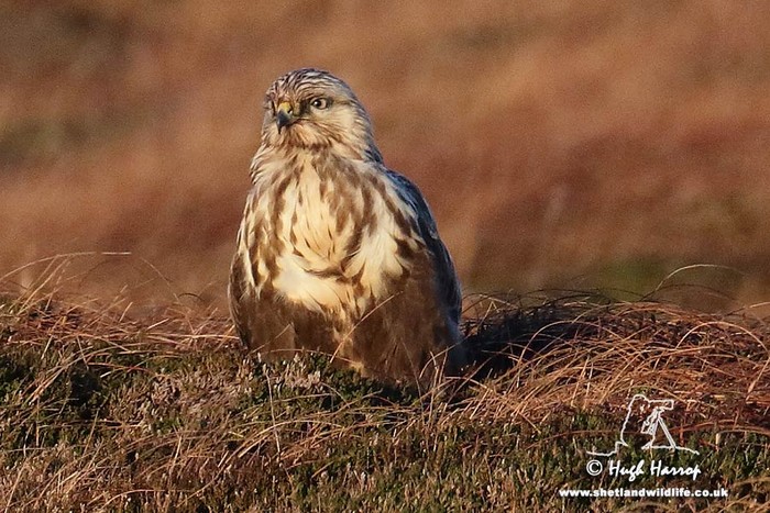 Rough-legged Buzzard