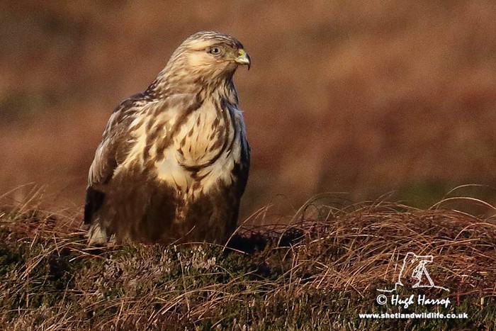 Rough-legged Buzzard