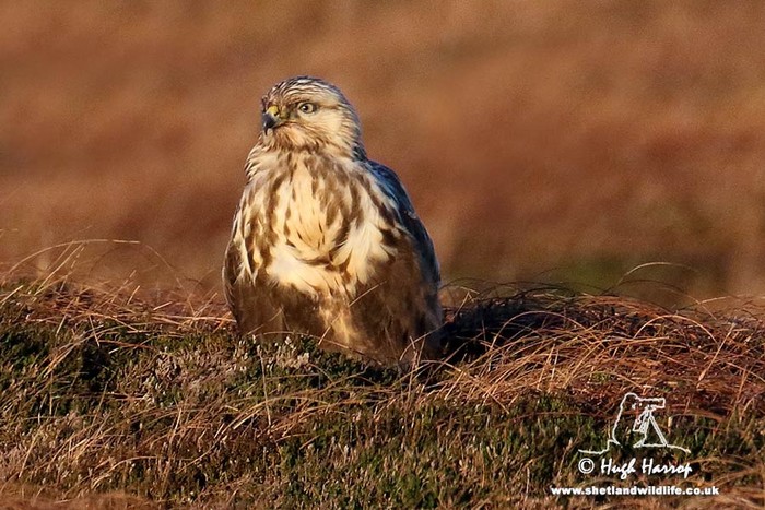 Rough-legged Buzzard