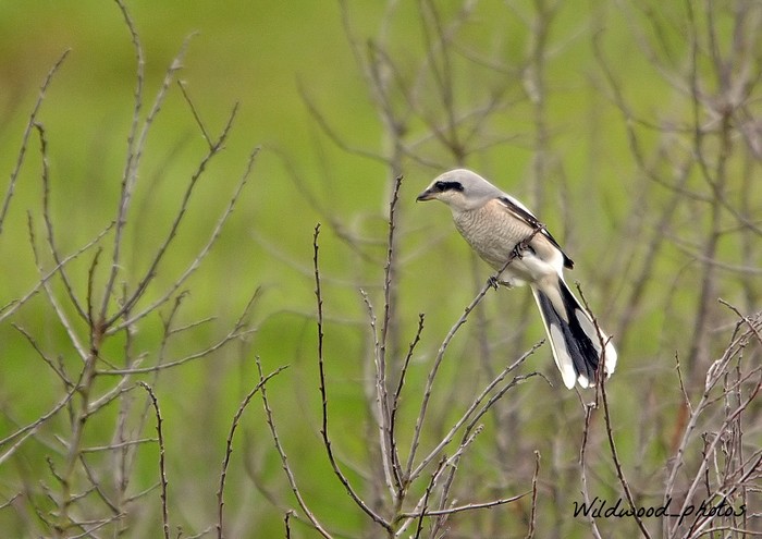 Great Grey Shrike