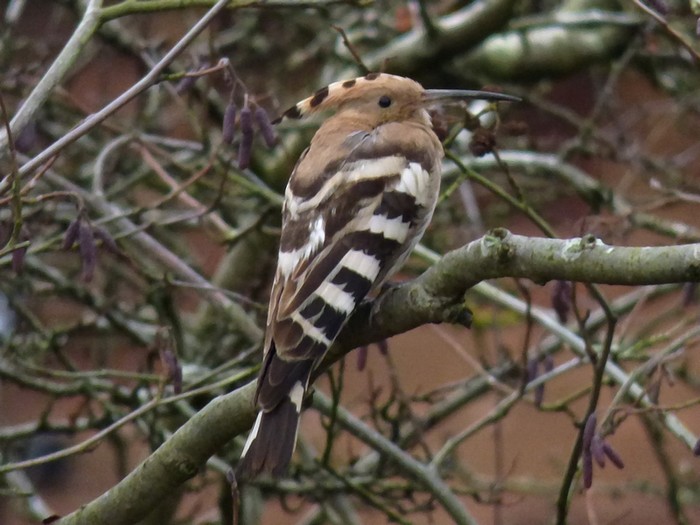 Hoopoe