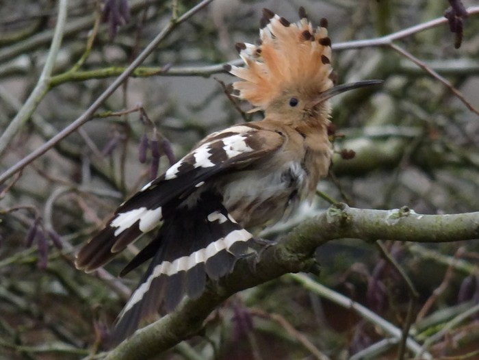 Hoopoe