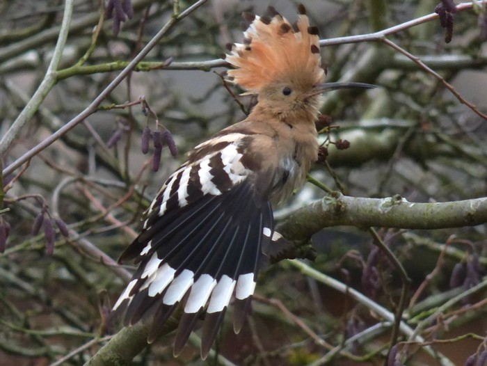 Hoopoe