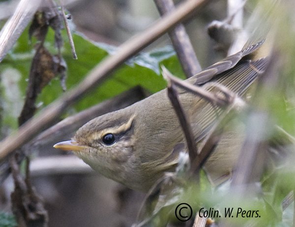 Radde's Warbler