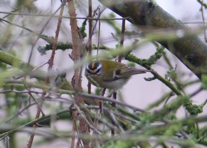 Firecrest