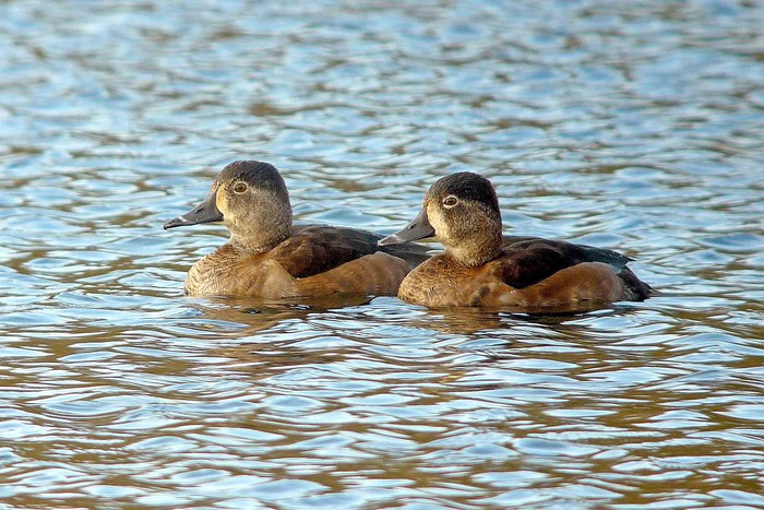 Ring-necked Duck