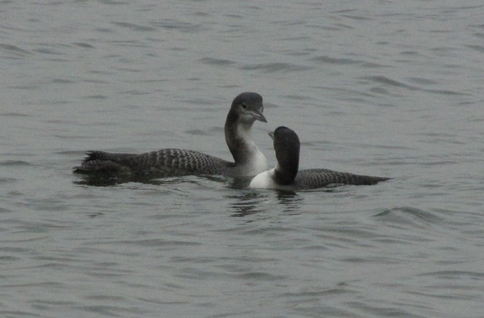 Great Northern Diver