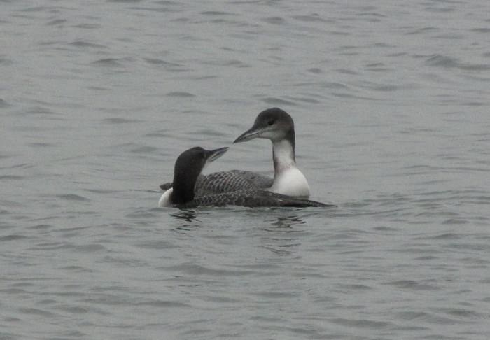 Great Northern Diver