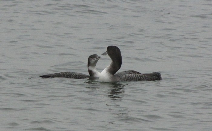 Great Northern Diver