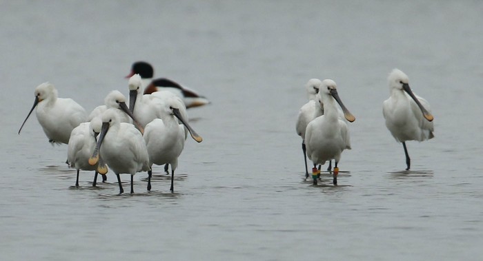 Spoonbill
