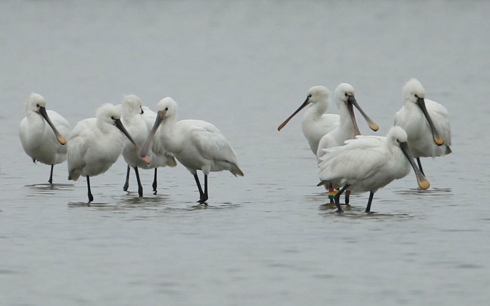 Spoonbill
