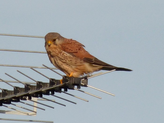 Kestrel