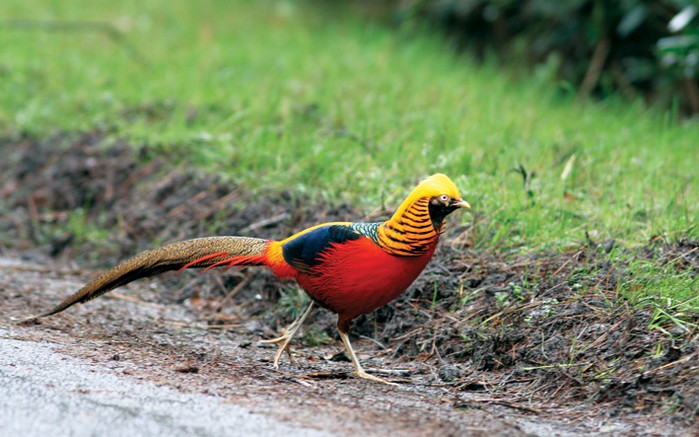 Golden Pheasant