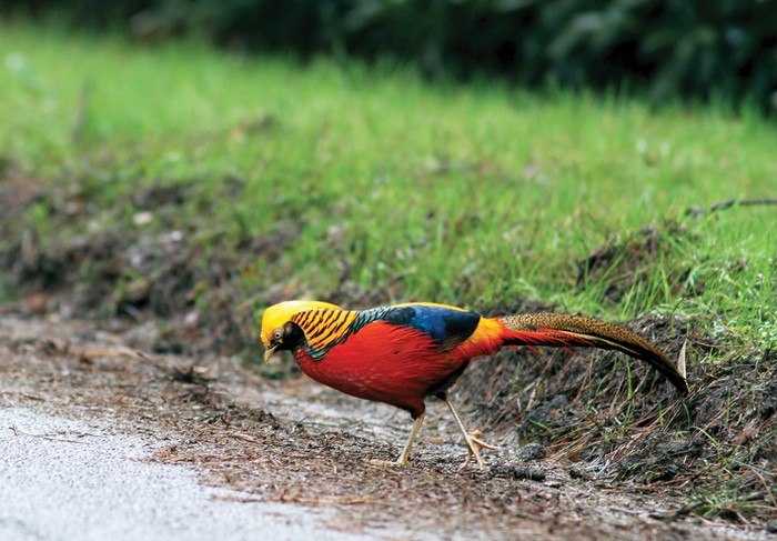 Golden Pheasant