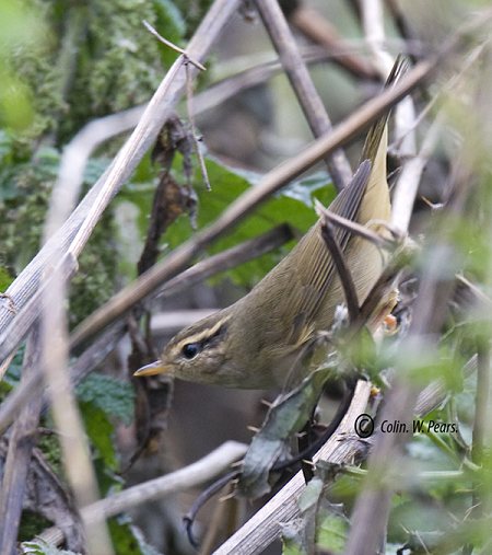 Radde's Warbler
