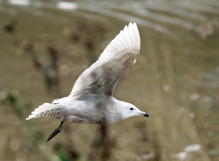Iceland Gull