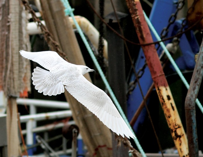 Iceland Gull