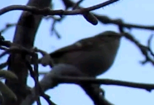 Yellow-browed Warbler