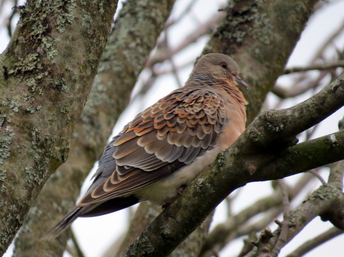 Western Rufous Turtle Dove