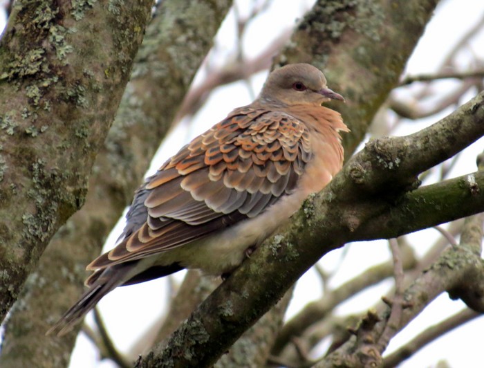 Western Rufous Turtle Dove