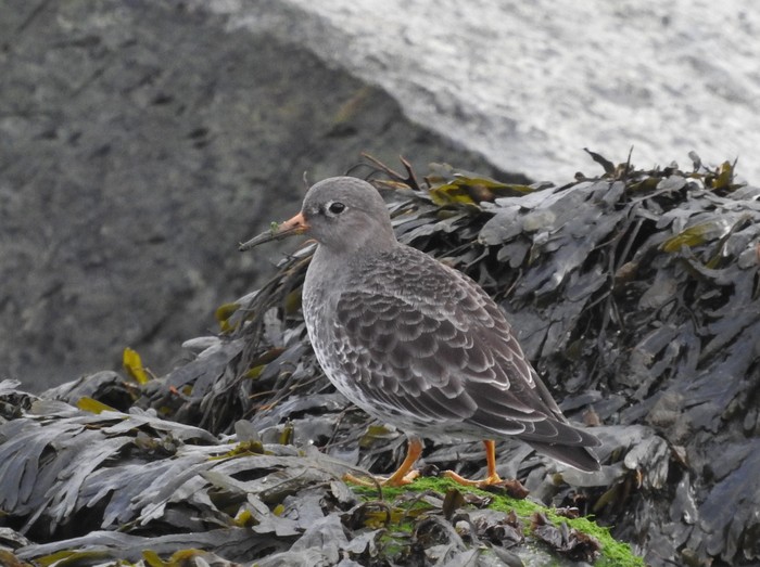 Purple Sandpiper