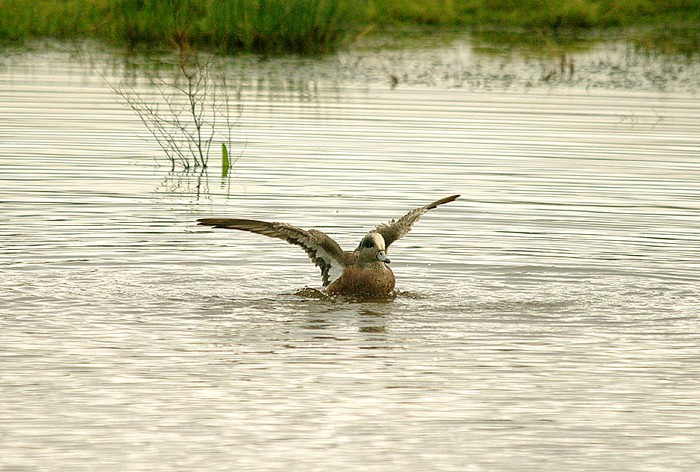 American Wigeon
